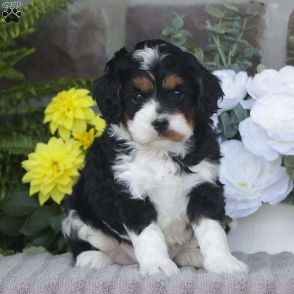 Bentley, Cavapoo Puppy